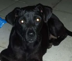 Cachorro ra a vira lata lindo idade 7 a 11 meses nome Não tem