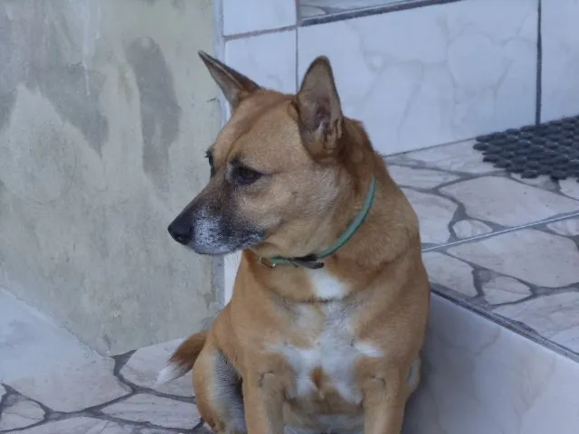 Cachorro raça SRD idade 4 anos nome Dora