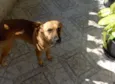 Dora