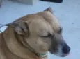 Dora