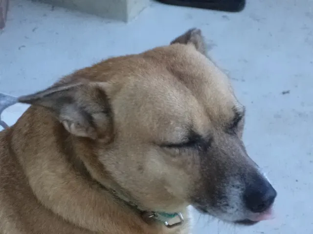 Cachorro raça SRD idade 4 anos nome Dora