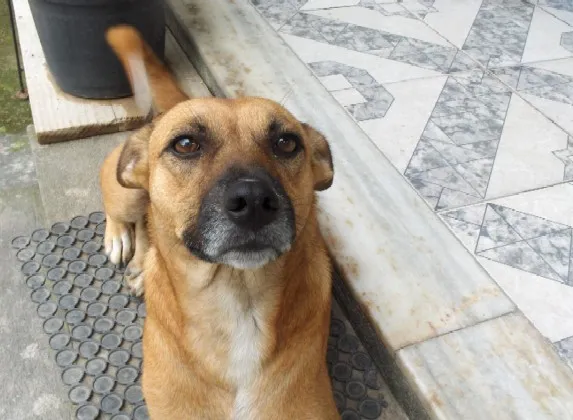 Cachorro raça SRD idade 4 anos nome Dora