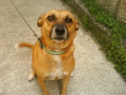 Cachorro raça SRD idade 4 anos nome Dora