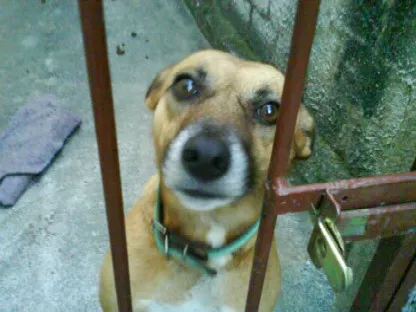 Cachorro raça SRD idade 4 anos nome Dora