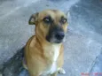 Dora