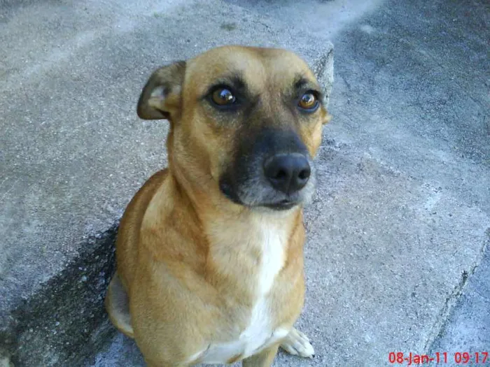 Cachorro raça SRD idade 4 anos nome Dora
