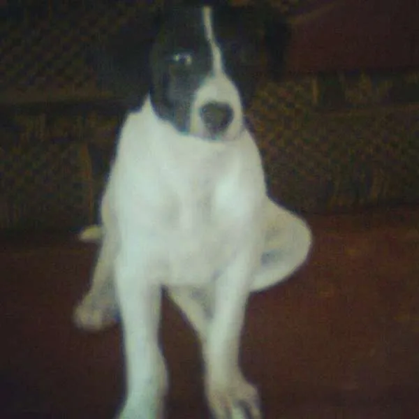 Cachorro ra a srd idade  nome Bagunça