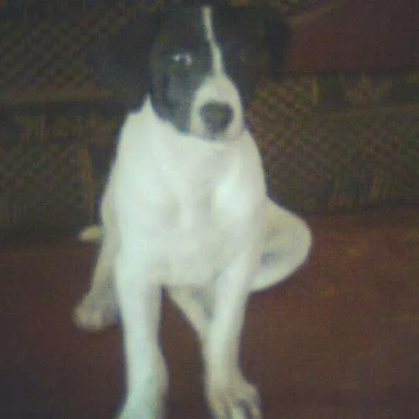 Cachorro ra a srd idade  nome Bagunça