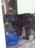 Lindo Cocker