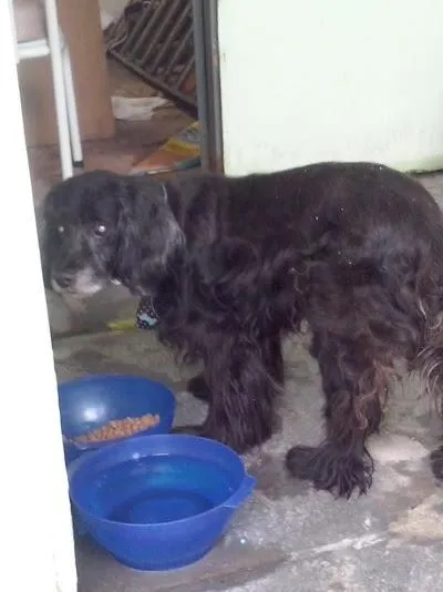 Cachorro ra a Cocker idade  nome Lindo Cocker