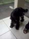 Lindo Cocker