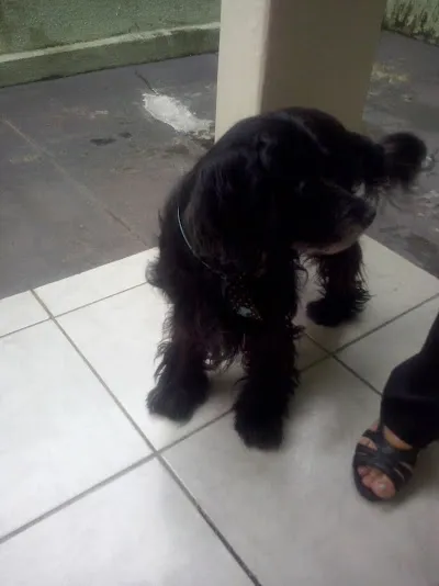 Cachorro ra a Cocker idade  nome Lindo Cocker