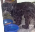 Lindo Cocker