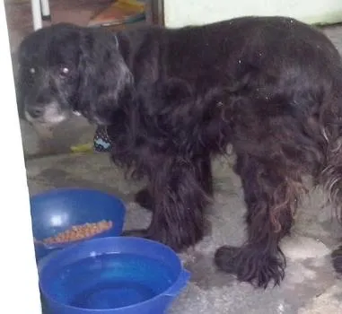 Cachorro ra a Cocker idade  nome Lindo Cocker