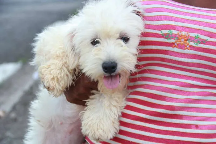 Cachorro ra a SRD idade 2 anos nome Nina