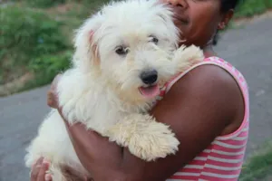 Cachorro raça SRD idade 2 anos nome Nina