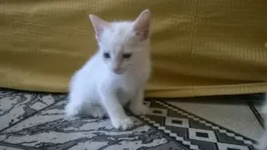 Gato raça SRD idade Abaixo de 2 meses nome Bianco