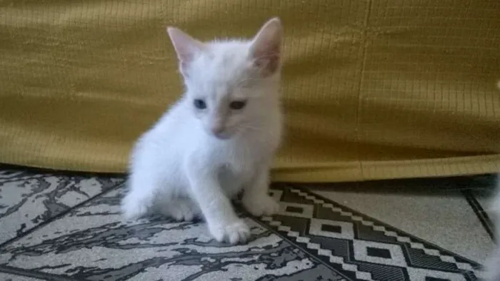 Gato raça SRD idade Abaixo de 2 meses nome Bianco