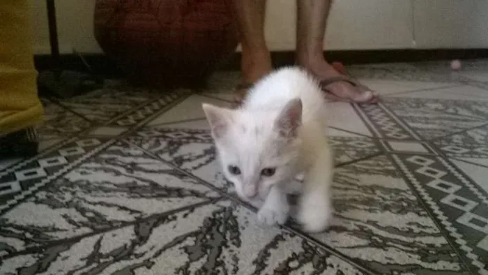 Gato raça SRD idade Abaixo de 2 meses nome Bianca