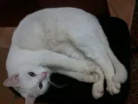 Gato ra a INDEFINIDA idade 3 anos nome NEGAO/LILI