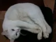 NEGAO/LILI