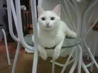 Gato ra a INDEFINIDA idade 3 anos nome NEGAO/LILI