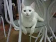 NEGAO/LILI
