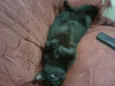 NEGAO/LILI
