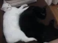 NEGAO/LILI