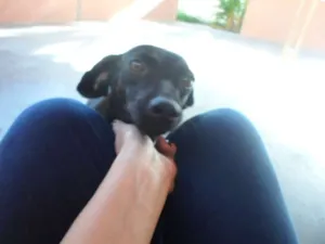 Cachorro raça vira lata idade 1 ano nome Pretinha