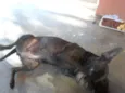 Pretinha