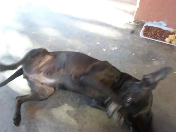 Cachorro raça vira lata idade 1 ano nome Pretinha
