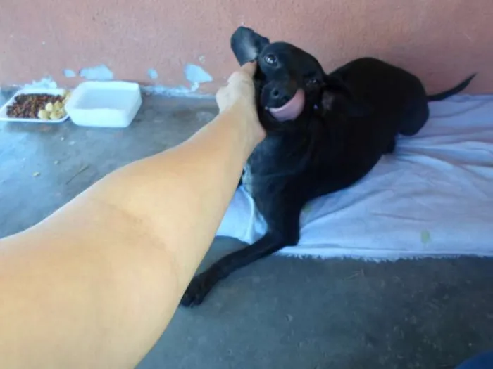 Cachorro raça vira lata idade 1 ano nome Pretinha
