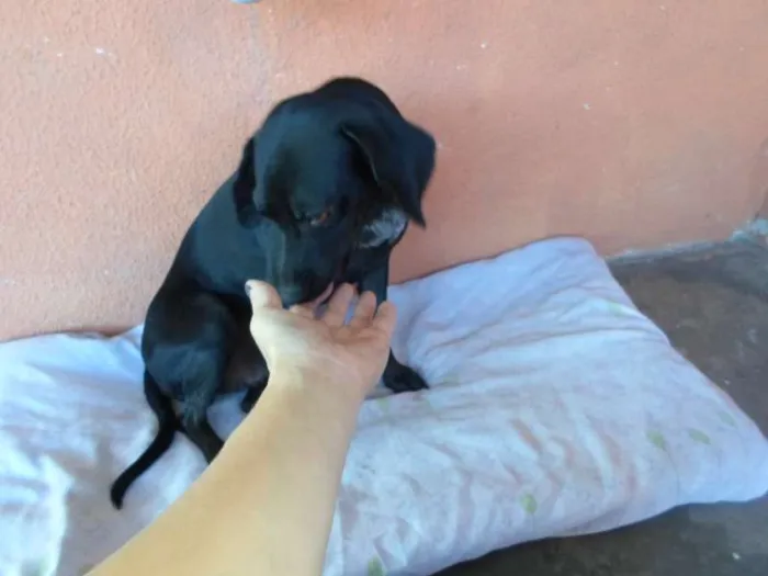 Cachorro raça vira lata idade 1 ano nome Pretinha