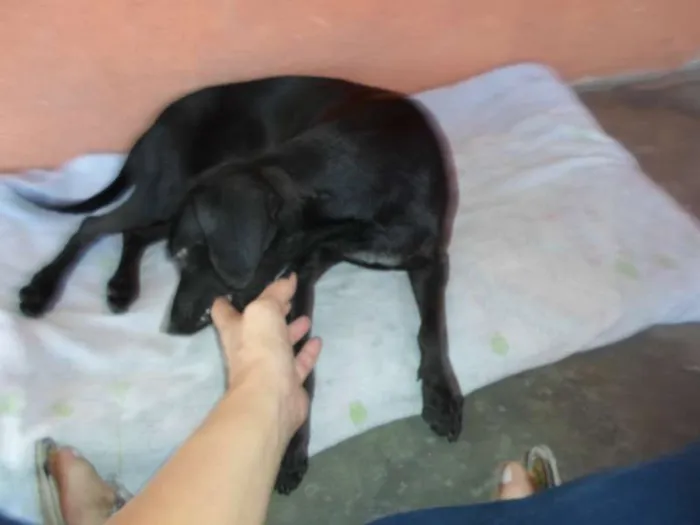 Cachorro raça vira lata idade 1 ano nome Pretinha