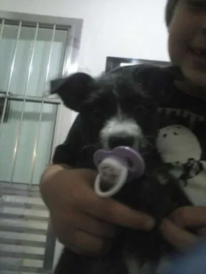 Cachorro raça SRD idade 2 a 6 meses nome Lady