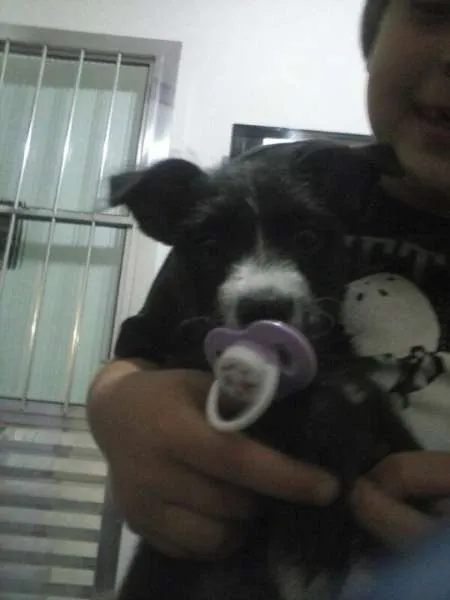 Cachorro ra a SRD idade 2 a 6 meses nome Lady