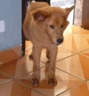 Cachorro raça mistura com chowchow idade 2 a 6 meses nome Luck