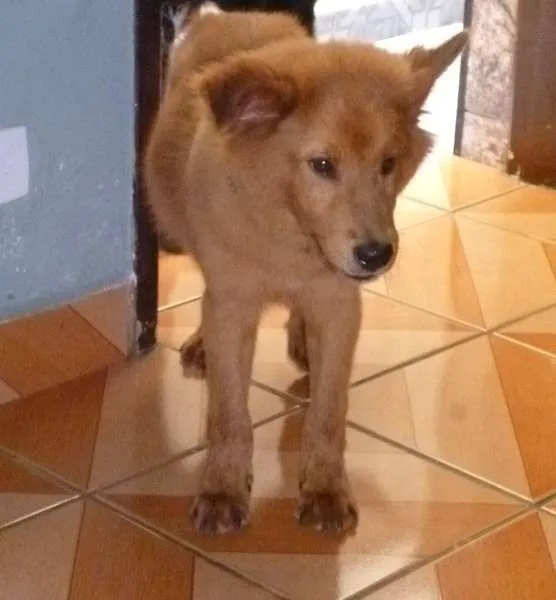 Cachorro ra a mistura com chowchow idade 2 a 6 meses nome Luck