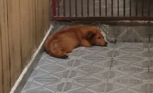 Cachorro ra a mistura com chowchow idade 2 a 6 meses nome Luck