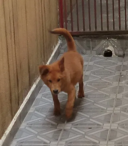 Cachorro ra a mistura com chowchow idade 2 a 6 meses nome Luck