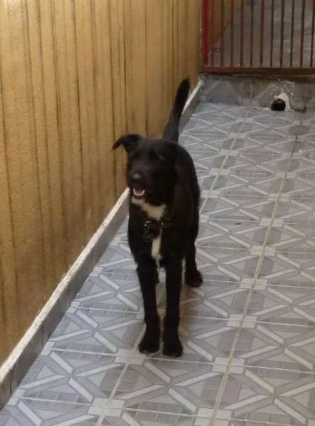 Cachorro ra a Mistura com Labrador idade 7 a 11 meses nome Pretinho