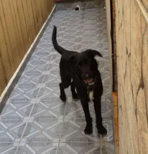 Cachorro raça Mistura com Labrador idade 7 a 11 meses nome Pretinho