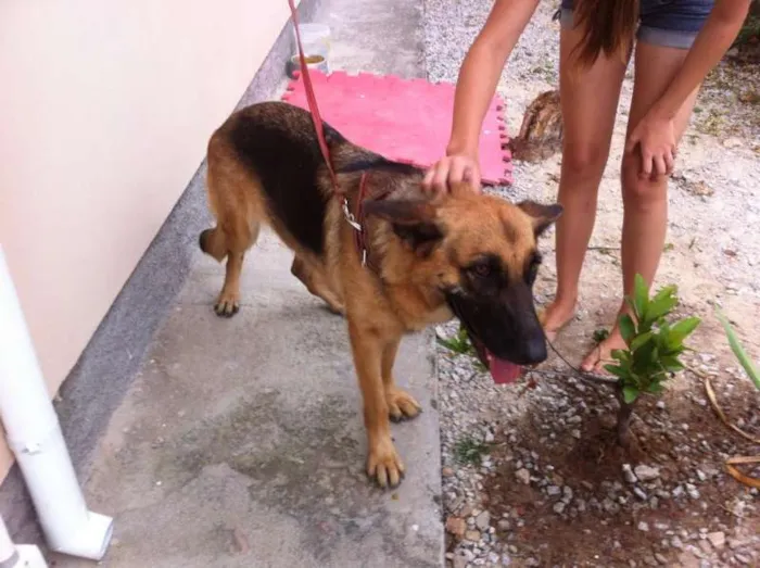 Cachorro ra a Pastor Alemão idade 3 anos nome Stella 