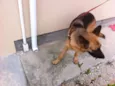 Stella 