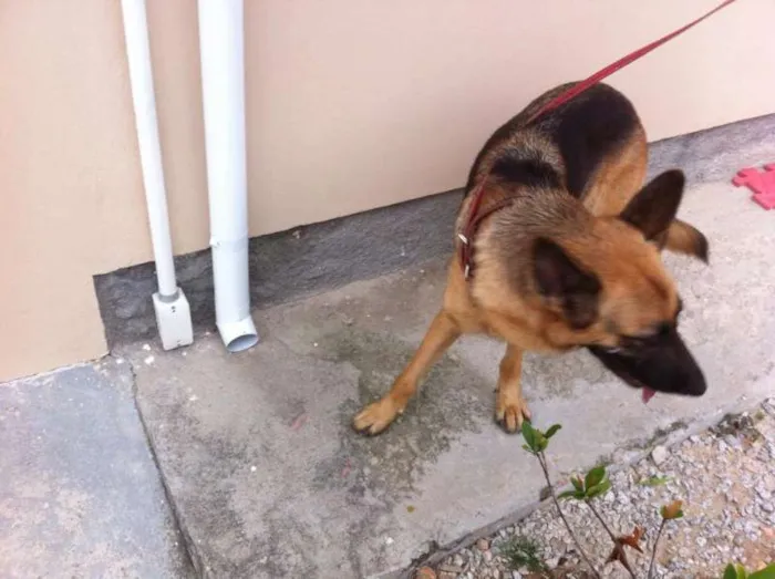 Cachorro ra a Pastor Alemão idade 3 anos nome Stella 
