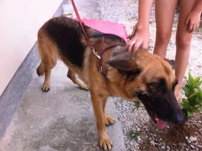 Cachorro ra a Pastor Alemão idade 3 anos nome Stella 