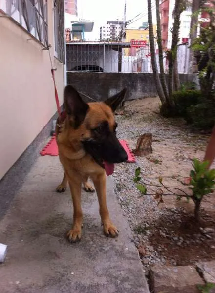 Cachorro ra a Pastor Alemão idade 3 anos nome Stella 