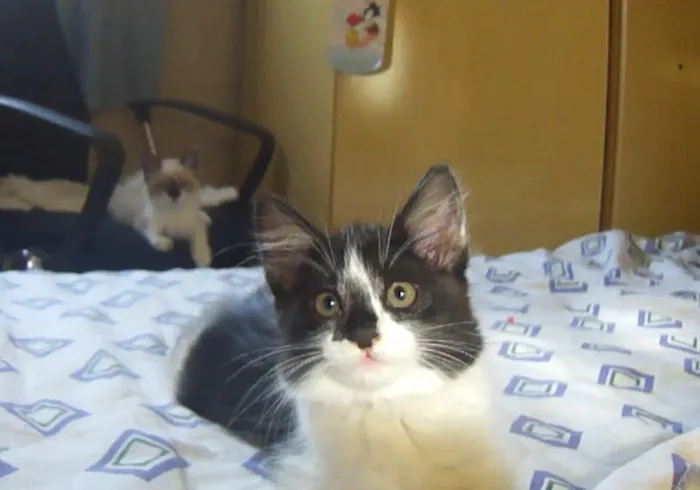 Gato ra a SRD idade Abaixo de 2 meses nome fifi