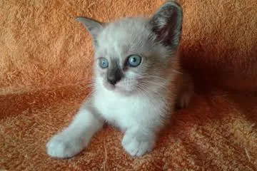 Gato ra a SRD idade 2 a 6 meses nome s/nome